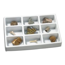 Kit paleontologie - Fosile